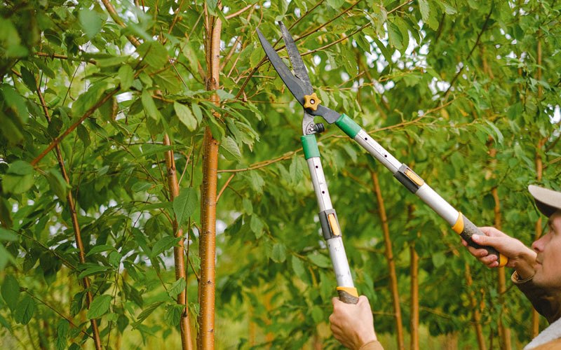 Tree trimming in Farmington, IA
